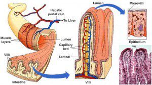 Celiac Disease And Diabetes