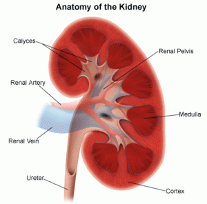 The Anemic Cycle of an Impaired Kidney