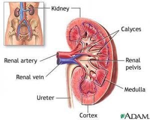 Treating Kidney Disease