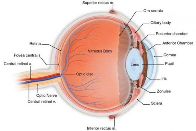 Diabetic Retinopathy: An Overview